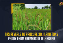 TRS Reveals To Procure 30.1 Lakh Tons Paddy From Farmers In Telangana, TRS Govt Reveals To Procure 30.1 Lakh Tons Paddy From Farmers In Telangana, Telangana Rashtra Samithi is continuing to purchase paddy from farmers in the Telugu State of Telangana, TRS Government purchased 30.1 lakh metric tons of paddy worth Rs 5888 crores, 30.1 lakh metric tons of paddy, crops were purchased at Rythu Bharosa Centres, Rythu Bharosa Centres, approximately 4.72 lakh farmers sold paddy, procurement of paddy would continue till the 10th of June, paddy procurement, Telangana paddy procurement, K Chandrashekar Rao-led TRS Government would reach its target for the Yasangi season, Rabi season, paddy procurement News, paddy procurement Latest News, paddy procurement Latest Updates, paddy procurement Live Updates, Mango News, Mango News Telugu,