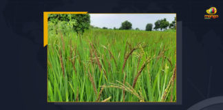 TRS Reveals To Procure 30.1 Lakh Tons Paddy From Farmers In Telangana, TRS Govt Reveals To Procure 30.1 Lakh Tons Paddy From Farmers In Telangana, Telangana Rashtra Samithi is continuing to purchase paddy from farmers in the Telugu State of Telangana, TRS Government purchased 30.1 lakh metric tons of paddy worth Rs 5888 crores, 30.1 lakh metric tons of paddy, crops were purchased at Rythu Bharosa Centres, Rythu Bharosa Centres, approximately 4.72 lakh farmers sold paddy, procurement of paddy would continue till the 10th of June, paddy procurement, Telangana paddy procurement, K Chandrashekar Rao-led TRS Government would reach its target for the Yasangi season, Rabi season, paddy procurement News, paddy procurement Latest News, paddy procurement Latest Updates, paddy procurement Live Updates, Mango News, Mango News Telugu,