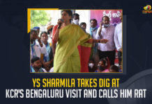 YS Sharmila Takes Dig At KCR's Bengaluru Visit And Calls Him Rat, Sharmila Takes Dig At KCR's Bengaluru Visit, YS Sharmila Calls KCR As A Rat, KCR like rat ran away to Bengaluru, YSRTP Chief YS Sharmila Takes Dig At TRS Govt, YSRTP Chief YS Sharmila Takes Dig At KCR's Bengaluru Visit And Calls Him Rat, YSRTP Chief Takes Dig At KCR's Bengaluru Visit And Calls Him Rat, KCR's Bengaluru Visit, Rat, CM KCR Bangalore Tour, CM KCR Bangalore Tour News, CM KCR Bangalore Tour Latest News, CM KCR Bangalore Tour Latest Updates, CM KCR Bangalore Tour Live Updates, CM KCR, KCR, Telangana CM KCR, K Chandrashekar Rao, Chief minister of Telangana, K Chandrashekar Rao Chief minister of Telangana, Telangana Chief minister, Telangana Chief minister K Chandrashekar Rao, Mango News,