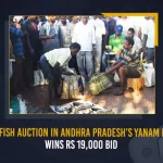 Pulasa Fish Auction In Andhra Pradesh’s Yanam Market Wins Rs 19000 Bid, Pulasa fish has been dwindling in the state, Pulasa Fish Auction In Andhra Pradesh’s Yanam Market, Andhra Pradesh’s Yanam Market, Pulasa Fish Auction In Yanam Market, Yanam Market, Pulasa Fish Auction, Pulasa Fish Auction Wins Rs 19000 Bid, a fresh 2 kg Pulasa fish, Yanam Pulasa Fish Auction, Pulasa Fish Auction News, Pulasa Fish Auction Latest News And Updates, Pulasa Fish Auction Live Updates, Mango News,