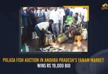 Pulasa Fish Auction In Andhra Pradesh’s Yanam Market Wins Rs 19000 Bid, Pulasa fish has been dwindling in the state, Pulasa Fish Auction In Andhra Pradesh’s Yanam Market, Andhra Pradesh’s Yanam Market, Pulasa Fish Auction In Yanam Market, Yanam Market, Pulasa Fish Auction, Pulasa Fish Auction Wins Rs 19000 Bid, a fresh 2 kg Pulasa fish, Yanam Pulasa Fish Auction, Pulasa Fish Auction News, Pulasa Fish Auction Latest News And Updates, Pulasa Fish Auction Live Updates, Mango News,