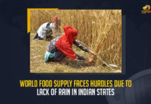 World Food Supply Faces Hurdles Due To Lack Of Rain In Indian States, Lack Of Rain In Indian States, World Food Supply Faces Hurdles, world's food supply, decline in rice production in India due to a lack of rainfall in WB And UP, approximately 40% of rice trade and export is from India, approximately 13% production of rice was reduced Due To Lack Of Rain In Indian States, Union Government has already imposed a restriction on food, market prices of many food items increased by 10% for even locals, World Food Supply News, World Food Supply Latest News, World Food Supply Latest Updates, World Food Supply Live Updates, Mango News,