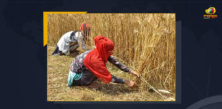 World Food Supply Faces Hurdles Due To Lack Of Rain In Indian States, Lack Of Rain In Indian States, World Food Supply Faces Hurdles, world's food supply, decline in rice production in India due to a lack of rainfall in WB And UP, approximately 40% of rice trade and export is from India, approximately 13% production of rice was reduced Due To Lack Of Rain In Indian States, Union Government has already imposed a restriction on food, market prices of many food items increased by 10% for even locals, World Food Supply News, World Food Supply Latest News, World Food Supply Latest Updates, World Food Supply Live Updates, Mango News,