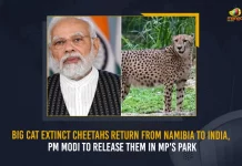 Big Cat Extinct Cheetahs Return From Namibia To India PM Modi To Release Them In MP's Park, PM Modi Releases 8 Cheetahs At National Park, PM Modi Releases 8 Cheetahs, PM Narendra Modi, Kuno National Park Madhya Pradesh , Kuno National Park , Mango News , Mango News Telugu, PM Modi Releases 8 Cheetahs in Kuno National Park, PM Modi, PM Modi Madhya Pradesh Tour, PM Modi Latest News And Updates, Kuno National Park