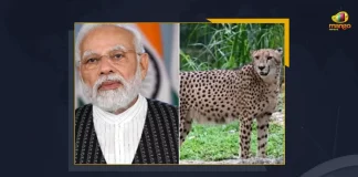 Big Cat Extinct Cheetahs Return From Namibia To India PM Modi To Release Them In MP's Park, PM Modi Releases 8 Cheetahs At National Park, PM Modi Releases 8 Cheetahs, PM Narendra Modi, Kuno National Park Madhya Pradesh , Kuno National Park , Mango News , Mango News Telugu, PM Modi Releases 8 Cheetahs in Kuno National Park, PM Modi, PM Modi Madhya Pradesh Tour, PM Modi Latest News And Updates, Kuno National Park