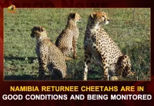Namibia Returnee Cheetahs Are In Good Conditions And Being Monitored, Namibia Cheetahs In Good Condition, PM Modi Madhya Pradesh Tour, Release Cheetahs in Kuno National Park, PM Modi Will Visit Madhya Pradesh , PM Narendra Modi, Mango News, Mango News Telugu, Narendra Modi, PM Narendra Modi MP Tour, Madhya Pradesh Tour, PM Narendra Modi Latest News And Updates, Pm Modi Twitter Updates, Prime Minister Of India