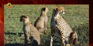 Namibia Returnee Cheetahs Are In Good Conditions And Being Monitored, Namibia Cheetahs In Good Condition, PM Modi Madhya Pradesh Tour, Release Cheetahs in Kuno National Park, PM Modi Will Visit Madhya Pradesh , PM Narendra Modi, Mango News, Mango News Telugu, Narendra Modi, PM Narendra Modi MP Tour, Madhya Pradesh Tour, PM Narendra Modi Latest News And Updates, Pm Modi Twitter Updates, Prime Minister Of India