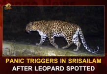 Panic Triggers In Srisailam After Leopard Spotted, Leopard Spotted In Srisailam, Leopard Spotted At Sri Venkateswara University, Leopard Sighted Near Srisailam Toll Gate, Leopard Triggers Panic, Mango News, Mango News Telugu, Panic Triggers In Srisailam, Leopard Spotted In Srisailam, Srisailam Latest News And Updates, Srisailam Mallikarjuna Temple , Mallikarjuna Temple, Leopard Spotted Srisailam, Srisailam Leopard Spotted, Andhra Pradesh Latest News And Updates