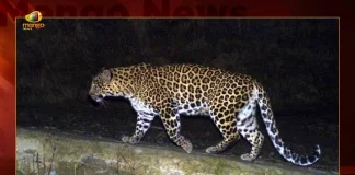 Panic Triggers In Srisailam After Leopard Spotted, Leopard Spotted In Srisailam, Leopard Spotted At Sri Venkateswara University, Leopard Sighted Near Srisailam Toll Gate, Leopard Triggers Panic, Mango News, Mango News Telugu, Panic Triggers In Srisailam, Leopard Spotted In Srisailam, Srisailam Latest News And Updates, Srisailam Mallikarjuna Temple , Mallikarjuna Temple, Leopard Spotted Srisailam, Srisailam Leopard Spotted, Andhra Pradesh Latest News And Updates