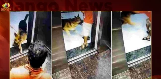 Telangana: To Escape Dog Attack Delivery Boy Jumps Off Third Floor, To Escape Dog Attack Delivery Boy Jumps Off Third Floor, Delivery Boy Jumps Off Third Floor, Telangana Delivery Boy, To Escape Dog Attack, Mohammed Rizwan, Lumbini Rock Crystal Apartment, delivery boy allegedly jumped off, Telangana, Mango News