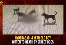 Hyderabad 4 Year Old Boy Bitten To Death By Street Dogs,Hyderabad 4 Year Old Boy,4 Year Old Boy Dogs Bitten, Hyderabad 4 Year Old Boy Bitten, Mango News, Street Dogs In Hyderabad,Dogs For Sale In Hyderabad,Hyderabad Dog Catchers,Hyderabad Dog Complaint,Hyderabad Dog News,Hyderabad Street Dogs Complaint,Stray Dogs,Street Dog Breed,Street Dog Helpline Number Hyderabad,Street Dogs,Street Dogs Hyderabad,Street Dogs Near Me