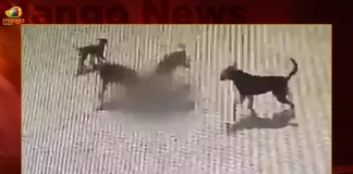 Hyderabad 4 Year Old Boy Bitten To Death By Street Dogs,Hyderabad 4 Year Old Boy,4 Year Old Boy Dogs Bitten, Hyderabad 4 Year Old Boy Bitten, Mango News, Street Dogs In Hyderabad,Dogs For Sale In Hyderabad,Hyderabad Dog Catchers,Hyderabad Dog Complaint,Hyderabad Dog News,Hyderabad Street Dogs Complaint,Stray Dogs,Street Dog Breed,Street Dog Helpline Number Hyderabad,Street Dogs,Street Dogs Hyderabad,Street Dogs Near Me