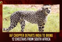 IAF Flight Departs India To Bring 12 Cheetahs From South Africa IAF Flight Departs India To Bring 12 Cheetahs From South Africa,IAF Login,IAF Agniveer,Indian Air Force Recruitment,Flight Controller In Indian Air Force,Indian Air Force Aircraft,IAF Flight,Mango News,IAF Flight Lieutenant,IAF Flight Crash,IAF Details,IAF Cheetah Helicopter,IAF Cheetah,Cheetah Flight India,IAF Flight Cheetah,IAF Cheetah Special Flight ,IAF Latest News And Updates,IAF Latest News,IAF News And Updates