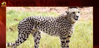 IAF Flight Departs India To Bring 12 Cheetahs From South Africa,IAF Login,IAF Agniveer,Indian Air Force Recruitment,Flight Controller In Indian Air Force,Indian Air Force Aircraft,IAF Flight,Mango News,IAF Flight Lieutenant,IAF Flight Crash,IAF Details,IAF Cheetah Helicopter,IAF Cheetah,Cheetah Flight India,IAF Flight Cheetah,IAF Cheetah Special Flight ,IAF Latest News And Updates,IAF Latest News,IAF News And Updates