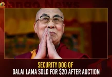 Security Dog Of Dalai Lama Sold For $20 After Auction Security Dog Of Dalai Lama Sold For $20 After Auction,Security Dog Of Dalai Lama,Security Dog Sold For $20,Dalai Lama Security Dog,Mango News,Dalai Lama Dog Breed,13Th Dalai Lama,1St Dalai Lama,Dalai Lama Chi È,Dalai Lama Description,Dalai Lama Documentary,Dalai Lama Dog Auction,Dalai Lama Dogum Gunu,Dalai Lama Guard Dog,15Th Dalai Lama,14Th Dalai Lama,Dalai Lama Age,Dalai Lama Birthday,Dalai Lama Books,Dalai Lama Net Worth,Dalai Lama Temple,Dalai Lama Twitter,Dalai Lama Wife,dali lama,dalai lama books,