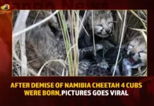 After Demise Of Namibia Cheetah 4 Cubs Were Born Pictures Goes Viral,After Demise Of Namibia Cheetah,4 Cubs Were Born,Namibia Cheetah Pictures Goes Viral,Mango News,Days After Losing Namibian Cheetah,Namibian cheetah Siyaya gives birth,Cheetah cubs born in India,Cheetah translocated to India from Namibia,Good News from Kuno National Park,Momentous Event 4 Cubs Born To Cheetah,Days After India Lost A Female Cheetah,PM Modi expresses happiness,India announces birth of cheetah cubs,Days after cheetahs death,Namibia Cheetah Latest News,Namibia Cheetah Latest Updates