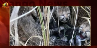 After Demise Of Namibia Cheetah 4 Cubs Were Born Pictures Goes Viral,After Demise Of Namibia Cheetah,4 Cubs Were Born,Namibia Cheetah Pictures Goes Viral,Mango News,Days After Losing Namibian Cheetah,Namibian cheetah Siyaya gives birth,Cheetah cubs born in India,Cheetah translocated to India from Namibia,Good News from Kuno National Park,Momentous Event 4 Cubs Born To Cheetah,Days After India Lost A Female Cheetah,PM Modi expresses happiness,India announces birth of cheetah cubs,Days after cheetahs death,Namibia Cheetah Latest News,Namibia Cheetah Latest Updates
