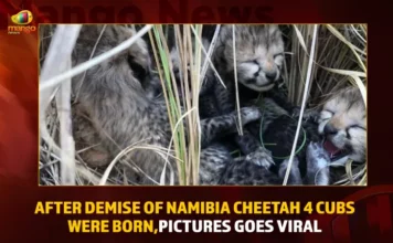 After Demise Of Namibia Cheetah 4 Cubs Were Born Pictures Goes Viral,After Demise Of Namibia Cheetah,4 Cubs Were Born,Namibia Cheetah Pictures Goes Viral,Mango News,Days After Losing Namibian Cheetah,Namibian cheetah Siyaya gives birth,Cheetah cubs born in India,Cheetah translocated to India from Namibia,Good News from Kuno National Park,Momentous Event 4 Cubs Born To Cheetah,Days After India Lost A Female Cheetah,PM Modi expresses happiness,India announces birth of cheetah cubs,Days after cheetahs death,Namibia Cheetah Latest News,Namibia Cheetah Latest Updates