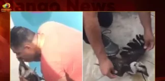Netizens In Aww After Video Of Man Giving CPR To Bird Goes Viral,Netizens In Aww,Video Of Man Giving CPR To Bird,Man Giving CPR To Bird Goes Viral,Netizens In Aww After Video Of Man Giving CPR,Mango News,Man performs CPR on bird in Telangana,CPR To Bird Latest News,Hyderabad News,Telangana News,Telangana News Live,Telangana Latest News And Updates,CPR To Bird Video