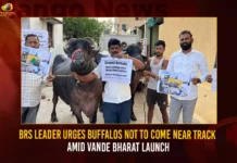 BRS Leader Urges Buffalos Not To Come Near Track Amid Vande Bharat Launch,BRS Leader Urges Buffalos Not To Come Near Track,Vande Bharat Launch,Buffalos Not To Come Near Track During Launch,BRS MLA Mocks Vande Bharat Express,Mango News,BRS Leader Latest News,Secundarabad-Tirupati Vande Bharat Express,PM Modi In Chennai Live Updates,Secundarabad-Tirupati Vande Bharat Express Launch Date,PM Modi Flags Off Secunderabad-Tirupati Vande Bharat,Narendra Modi In Hyderabad Live,Airport Project Launch, Vande Bharat Flag Off In Modi’S Chennai Tour,Vande Bharat Express Latest Updates,Telangana Vande Bharat Express News Today