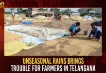Unseasonal Rains Brings Trouble For Farmers In Telangana,Unseasonal Rains Brings Trouble,Trouble For Farmers In Telangana,Unseasonal Rains In Telangana,Mango News,Farmers Huge Crop Losses,Telangana farmers in trouble after unseasonal rains destroy,Hyderabad News,Telangana Farmers Suffer Crop Damage,Telangana News,Telangana News Live,Telangana News Rain,Hailstorms wreak havoc in parts,Telangana News Today,Telangana Unseasonal Rains Latest News,Telangana Unseasonal Rains Live News,Farmers Huge Crop Losses