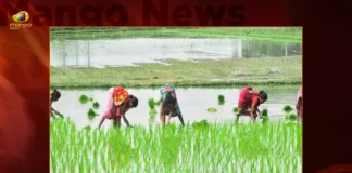 AP Farmers Asked To Be Alert Amid Rainfall In State AP Farmers Asked To Be Alert Amid Rainfall In State,AP Farmers Asked To Be Alert,Rainfall In State AP,Farmers Alert Amid Rainfall,Mango News,AP Rainfall Alert,AP Farmers Rainfall Alert,Andhra Pradesh Latest News,Andhra Pradesh News,Andhra Pradesh News and Live Updates,AP Rainfall Alert Latest News,AP Rainfall Alert Latest Updates,AP Rainfall Alert Live News,AP Rainfall News Today