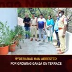 Hyderabad Man Arrested For Growing Ganja On Terrace,Hyderabad Man Arrested,Man Arrested For Growing Ganja,Hyderabad Man Growing Ganja On Terrace,Mango News,Man arrested for cultivating Ganja,Hyderabad ganja case,Hyderabad ganja news,Hyderabad ganja news today,Hyderabad Growing Ganja Latest News,Hyderabad Growing Ganja Latest Updates,Growing Ganja in Hyderabad,Hyderabad Man ganja case,Hyderabad Man ganja News,Hyderabad Latest News,Hyderabad Latest Updates