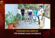 Hyderabad Man Arrested For Growing Ganja On Terrace,Hyderabad Man Arrested,Man Arrested For Growing Ganja,Hyderabad Man Growing Ganja On Terrace,Mango News,Man arrested for cultivating Ganja,Hyderabad ganja case,Hyderabad ganja news,Hyderabad ganja news today,Hyderabad Growing Ganja Latest News,Hyderabad Growing Ganja Latest Updates,Growing Ganja in Hyderabad,Hyderabad Man ganja case,Hyderabad Man ganja News,Hyderabad Latest News,Hyderabad Latest Updates