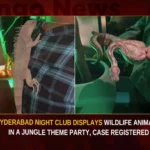 Hyderabad Night Club Displays Wildlife Animals In A Jungle Theme Party,Hyderabad Night Club,Night Club Displays Wildlife Animals,Wildlife Animals In A Jungle Theme Party,Hyderabad Displays Wildlife Animals In Party,Mango News,Hyderabad Jubilee Hills pub,Hyderabad Night Club Under Scrutiny,Lounge in Jubilee Hills displays exotic animals,Outrage over Jubilee Hills Pub,Hyderabad Jubilee Hills pub under scrutiny,Hyderabad Jungle Theme Party,Hyderabad Night Club Latest News,Hyderabad Night Club Latest Updates,Telangana Latest News And Updates,Telangana News Live