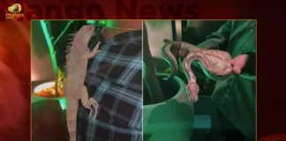 Hyderabad Night Club Displays Wildlife Animals In A Jungle Theme Party,Hyderabad Night Club,Night Club Displays Wildlife Animals,Wildlife Animals In A Jungle Theme Party,Hyderabad Displays Wildlife Animals In Party,Mango News,Hyderabad Jubilee Hills pub,Hyderabad Night Club Under Scrutiny,Lounge in Jubilee Hills displays exotic animals,Outrage over Jubilee Hills Pub,Hyderabad Jubilee Hills pub under scrutiny,Hyderabad Jungle Theme Party,Hyderabad Night Club Latest News,Hyderabad Night Club Latest Updates,Telangana Latest News And Updates,Telangana News Live