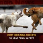 Telangana Stray Dogs Maul To Death Six Year Old Child In Kazipet,Telangana Stray Dogs Maul Child,Dogs Maul To end Six Year Old Child,Six Year Old Child In Kazipet,Six Year Old Child Passed Away,Mango News,Six Year Old Child Passes by Stray Dogs,6 Year Old Boy Fatally Attacked,Boy killed in stray dog attack,Repeat of Bagh Amberpet horror,Atrocious in Kazipet,Boy passed away in stray dog attack,Kazipet Stray Dogs Latest News,Telangana Stray Dogs Latest News,Telangana Stray Dogs News Today,Kazipet Latest News and Updates