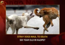 Telangana Stray Dogs Maul To Death Six Year Old Child In Kazipet,Telangana Stray Dogs Maul Child,Dogs Maul To end Six Year Old Child,Six Year Old Child In Kazipet,Six Year Old Child Passed Away,Mango News,Six Year Old Child Passes by Stray Dogs,6 Year Old Boy Fatally Attacked,Boy killed in stray dog attack,Repeat of Bagh Amberpet horror,Atrocious in Kazipet,Boy passed away in stray dog attack,Kazipet Stray Dogs Latest News,Telangana Stray Dogs Latest News,Telangana Stray Dogs News Today,Kazipet Latest News and Updates