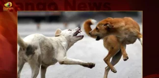 Telangana Stray Dogs Maul To Death Six Year Old Child In Kazipet,Telangana Stray Dogs Maul Child,Dogs Maul To end Six Year Old Child,Six Year Old Child In Kazipet,Six Year Old Child Passed Away,Mango News,Six Year Old Child Passes by Stray Dogs,6 Year Old Boy Fatally Attacked,Boy killed in stray dog attack,Repeat of Bagh Amberpet horror,Atrocious in Kazipet,Boy passed away in stray dog attack,Kazipet Stray Dogs Latest News,Telangana Stray Dogs Latest News,Telangana Stray Dogs News Today,Kazipet Latest News and Updates