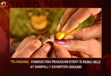 Telangana Famous Fish Prasadam Event Is Being Held At Nampally Exhibition Ground,Telangana Famous Fish Prasadam Event,Fish Prasadam Event Is Being Held At Nampally,Nampally Exhibition Ground,Famous Fish Prasadam Event,Mango News,Fish prasadam distribution for asthma cure,Fish prasadam to be administered at Nampally,Hyderabad Annual fish prasadam camp,Telangana Fish Prasadam,Telangana Fish Prasadam Latest News,Telangana Fish Prasadam Latest Updates,Fish Prasadam At Nampally,Fish Prasadam At Nampally News Today