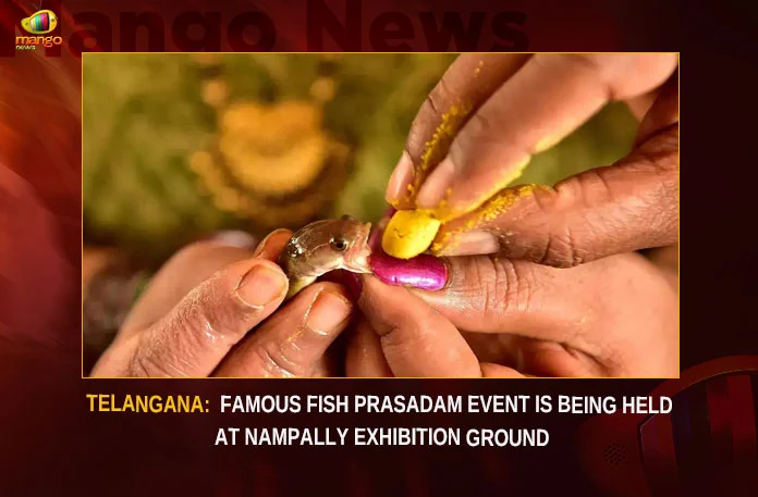 Telangana Famous Fish Prasadam Event Is Being Held At Nampally Exhibition Ground,Telangana Famous Fish Prasadam Event,Fish Prasadam Event Is Being Held At Nampally,Nampally Exhibition Ground,Famous Fish Prasadam Event,Mango News,Fish prasadam distribution for asthma cure,Fish prasadam to be administered at Nampally,Hyderabad Annual fish prasadam camp,Telangana Fish Prasadam,Telangana Fish Prasadam Latest News,Telangana Fish Prasadam Latest Updates,Fish Prasadam At Nampally,Fish Prasadam At Nampally News Today