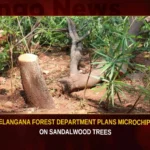 Telangana Forest Department Plans Microchips On Sandalwood Trees,Telangana Forest Department Plans Microchips,Microchips On Sandalwood Trees,Telangana Forest Department,Mango News,Forest Dept Mulls To Install Microchip,Forest Department To Launch Microchips,Microchips On Sandalwood Latest News,Microchips On Sandalwood Latest Updates,Microchips On Sandalwood Live News,Department On Sandalwood Trees,Department On Sandalwood Trees News,Sandalwood Trees Latest News,Sandalwood Trees Latest Updates,Sandalwood Trees Live News,Telangana Forest Department News Today,Telangana Forest Department Latest News