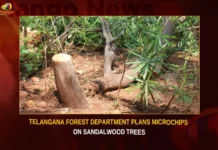 Telangana Forest Department Plans Microchips On Sandalwood Trees,Telangana Forest Department Plans Microchips,Microchips On Sandalwood Trees,Telangana Forest Department,Mango News,Forest Dept Mulls To Install Microchip,Forest Department To Launch Microchips,Microchips On Sandalwood Latest News,Microchips On Sandalwood Latest Updates,Microchips On Sandalwood Live News,Department On Sandalwood Trees,Department On Sandalwood Trees News,Sandalwood Trees Latest News,Sandalwood Trees Latest Updates,Sandalwood Trees Live News,Telangana Forest Department News Today,Telangana Forest Department Latest News