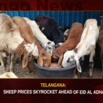 Telangana Sheep Prices Skyrocket Ahead Of Eid Al Adha,Telangana Sheep Prices,Sheep Prices Skyrocket,Sheep Prices Ahead Of Eid Al Adha,Ahead of Eid Al Adha,Mango News, Sheep prices soar in Hyderabad,Sheep prices soar in Hyderabad,Telangana Sheep Prices Latest News,Telangana Sheep Prices Latest Updates,Telangana Sheep Prices Live News,Telangana Sheep Prices News Today,Sheep Prices Skyrocket Latest News,Sheep Prices Skyrocket Latest Updates,Sheep Prices Skyrocket Live News,Eid Al Adha News,Eid Al Adha Latest News,Eid Al Adha Latest Updates,Telangana Latest News And Updates