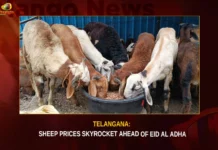 Telangana Sheep Prices Skyrocket Ahead Of Eid Al Adha,Telangana Sheep Prices,Sheep Prices Skyrocket,Sheep Prices Ahead Of Eid Al Adha,Ahead of Eid Al Adha,Mango News, Sheep prices soar in Hyderabad,Sheep prices soar in Hyderabad,Telangana Sheep Prices Latest News,Telangana Sheep Prices Latest Updates,Telangana Sheep Prices Live News,Telangana Sheep Prices News Today,Sheep Prices Skyrocket Latest News,Sheep Prices Skyrocket Latest Updates,Sheep Prices Skyrocket Live News,Eid Al Adha News,Eid Al Adha Latest News,Eid Al Adha Latest Updates,Telangana Latest News And Updates