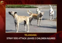 Telangana Stray Dog Attack Leaves 2 Children Injured,Telangana Stray Dog Attack,Dog Attack Leaves 2 Children Injured,Stray Dog Attack Leaves 2 Injured,Children Injured,Dog Attack Leaves Children Injured,Mango News,Telangana Stray Dog,Telangana Stray Dog Attack Latest News,Telangana Stray Dog Attack Latest Updates,Telangana Stray Dog Attack Live News,Stray Dog Attack News Today,Stray Dog Attack Latest News,Hyderabad News,Telangana News,Telangana Latest News And Updates