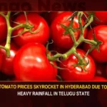 Tomato Prices Skyrocket In Hyderabad Due To Heavy Rainfall In Telugu State,Tomato Prices Skyrocket In Hyderabad,Prices Skyrocket In Hyderabad,Tomato Prices In Hyderabad,Tomato Prices In Hyderabad Due To Heavy Rainfall,Heavy Rainfall In Telugu State,Tomato Prices Due To Heavy Rainfall,Mango News,Tomato Prices Continues To Hike,Tomato Prices at All-Time High,Tomato prices cross Rs 100 per kg mark,Delayed monsoon causes surge in Tomato,Tomato Prices Latest News,Tomato Prices Latest Updates,Telangana Latest News And Updates,Hyderabad News