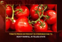 Tomato Prices Skyrocket In Hyderabad Due To Heavy Rainfall In Telugu State,Tomato Prices Skyrocket In Hyderabad,Prices Skyrocket In Hyderabad,Tomato Prices In Hyderabad,Tomato Prices In Hyderabad Due To Heavy Rainfall,Heavy Rainfall In Telugu State,Tomato Prices Due To Heavy Rainfall,Mango News,Tomato Prices Continues To Hike,Tomato Prices at All-Time High,Tomato prices cross Rs 100 per kg mark,Delayed monsoon causes surge in Tomato,Tomato Prices Latest News,Tomato Prices Latest Updates,Telangana Latest News And Updates,Hyderabad News