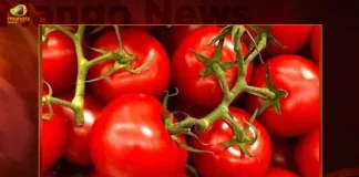 Tomato Prices Skyrocket In Hyderabad Due To Heavy Rainfall In Telugu State,Tomato Prices Skyrocket In Hyderabad,Prices Skyrocket In Hyderabad,Tomato Prices In Hyderabad,Tomato Prices In Hyderabad Due To Heavy Rainfall,Heavy Rainfall In Telugu State,Tomato Prices Due To Heavy Rainfall,Mango News,Tomato Prices Continues To Hike,Tomato Prices at All-Time High,Tomato prices cross Rs 100 per kg mark,Delayed monsoon causes surge in Tomato,Tomato Prices Latest News,Tomato Prices Latest Updates,Telangana Latest News And Updates,Hyderabad News