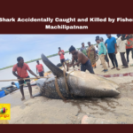 Vijayawada, Machilipatnam, Whale Shark, Fishing Incident, Endangered Species, Environmental Awareness