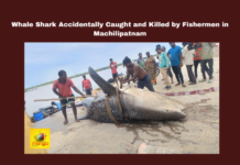 Vijayawada, Machilipatnam, Whale Shark, Fishing Incident, Endangered Species, Environmental Awareness