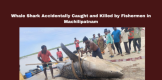 Vijayawada, Machilipatnam, Whale Shark, Fishing Incident, Endangered Species, Environmental Awareness