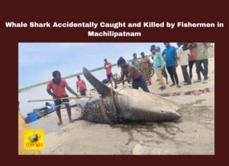 Vijayawada, Machilipatnam, Whale Shark, Fishing Incident, Endangered Species, Environmental Awareness