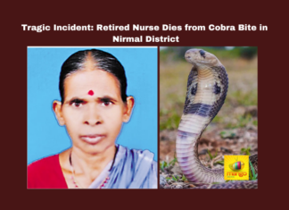 Tragic Incident Retired Caretaker Dies From Cobra Bite In Nirmal District,Cobra Bite In Nirmal District,Tragic Incident Retired Caretaker Dies From Cobra Bite ,Cobra Bite,Retired Caretaker Dies, Retired Caretaker, Alugula Gangavva, local news, Medical Emergency, Nirmal district, Retired Nurse, Tragic Incident,Live Updates,Politics,Political News, Mango News,