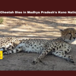 Another Cheetah Dies in Madhya Pradesh's Kuno National Park, Another Cheetah Dies, Madhya Pradesh's Kuno National Park, Kuno National Park, Cheetah Death, Project Cheetah, Madhya Pradesh, Wildlife Conservation, Namibia Cheetah, Indian Wildlife, Cheetah Reintroduction, Cheetah Population, Wildlife Protection, National News, Madhya Pradesh News, Madhya Pradesh Live Updates, Mango News