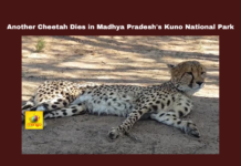 Another Cheetah Dies in Madhya Pradesh's Kuno National Park, Another Cheetah Dies, Madhya Pradesh's Kuno National Park, Kuno National Park, Cheetah Death, Project Cheetah, Madhya Pradesh, Wildlife Conservation, Namibia Cheetah, Indian Wildlife, Cheetah Reintroduction, Cheetah Population, Wildlife Protection, National News, Madhya Pradesh News, Madhya Pradesh Live Updates, Mango News
